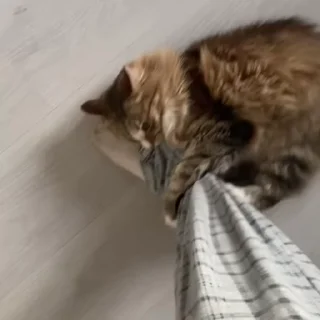 🥲 rare god-cat 😳, стікер Telegram 8 з 26