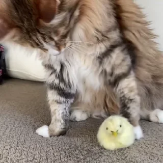 🐣 rare god-cat 😳, стікер Telegram 13 з 26