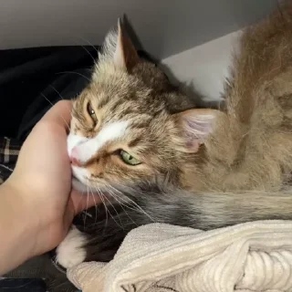 🫠 rare god-cat 😳, стікер Telegram 24 з 26
