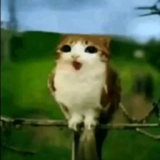 🌟 Meowl  @Meowl_meowmeow, стікер Telegram 15 з 21