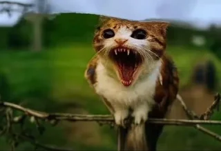 🌟 Meowl  @Meowl_meowmeow, стікер Telegram 14 з 21