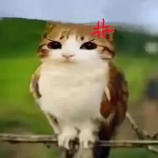🌟 Meowl  @Meowl_meowmeow, стікер Telegram 6 з 21