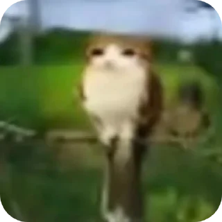 👄 Meowl  @Meowl_meowmeow, стікер Telegram 21 з 21