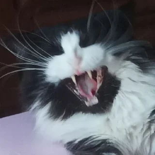 😄 Сонька няшк, sticker Telegram 17 sur 40
