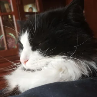 😴 Сонька няшк, sticker Telegram 18 sur 40