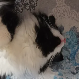 🍞 Сонька няшк, sticker Telegram 10 sur 40