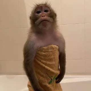 MONKEYS BY @bambinaaaaa