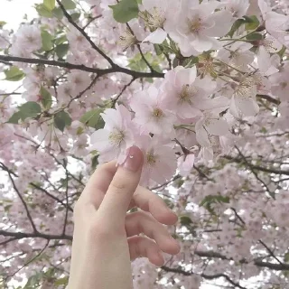 🌟 Soft💮🌸🍥, стікер Telegram 23 з 68