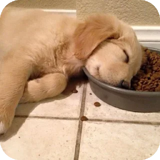 puppy