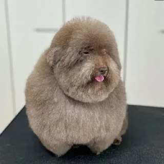 🐕 Ебучий, стікер Telegram 7 з 16