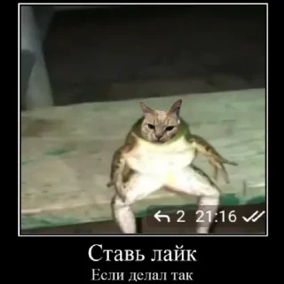 🐸 жаба, Telegram sticker 12 of 14