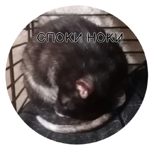 😌 Буся, стикер Telegram 6 из 11