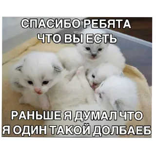 🐱 Трушок @Evil_Scream, Telegram sticker 11 of 110