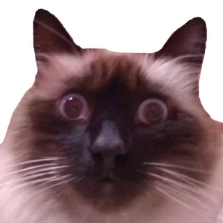 лютик