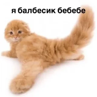 Бля жиз