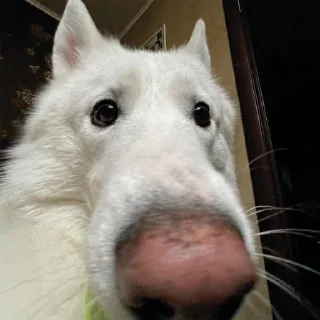 😶 собаки, sticker Telegram 1 sur 120