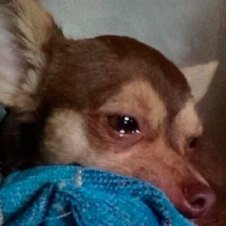😭 собаки, sticker Telegram 19 sur 120