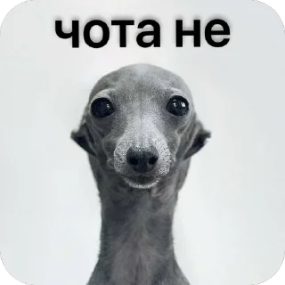 🫥 larpdurov, Telegram sticker 19 of 34