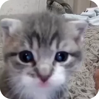 🐾 cat with mask, стикер Telegram 4 из 6