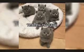 🌟 Мать ебал, Telegram sticker 17 of 78