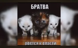 🌟 Мать ебал, Telegram sticker 18 of 78