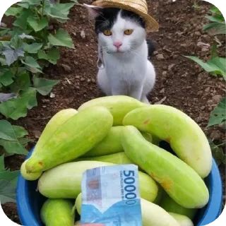 🍲 Крутой стикер пак, sticker Telegram 10 sur 87