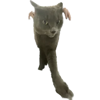 💃 козлы, sticker Telegram 16 sur 44
