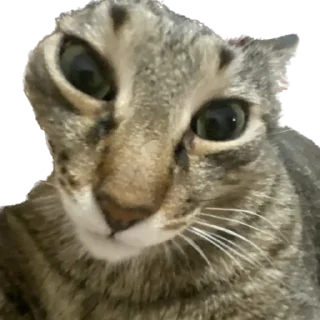 🤯 козлы, sticker Telegram 13 sur 44