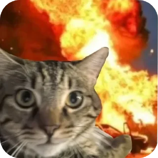 🐱 watahelebronjames, стикер Telegram 8 из 115
