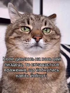 🌟 Приколи, sticker Telegram 11 sur 11