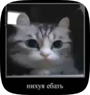 🌟 Пушистый котэ-демотиваторэ, стикер Telegram 7 из 33