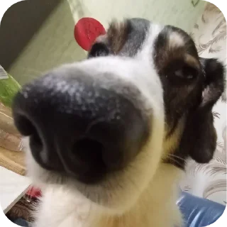 🐶 Гав от @CACYH9 :: @QstickBot, стикер Telegram 21 из 59