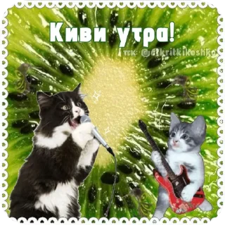 Котячие открытки