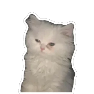 🥱 котёнки <3, стікер Telegram 10 з 39