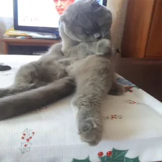 😛 Господин Мартин, стикер Telegram 22 из 59