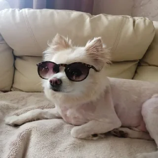 🤓 пес степана, стикер Telegram 7 из 34