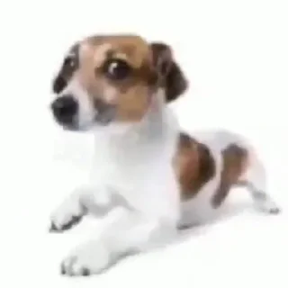 собака смешная не могу