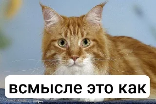🌟 Sonya, стікер Telegram 13 з 16