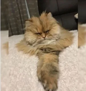☺️ Kotu_memu, стікер Telegram 17 з 26