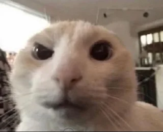 cats for gays