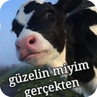 🤓 Ayselogiya🍒🍒, Telegram sticker 10 of 90
