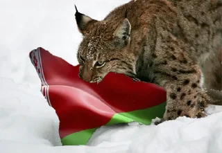 🇧🇾 Special for…, sticker Telegram 22 sur 49