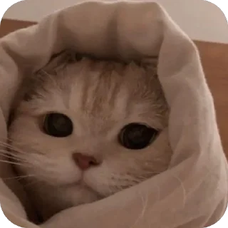 🥺 Личные кити Полины, Telegram sticker 1 of 57