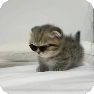 😎 Личные кити Полины, Telegram sticker 13 of 57