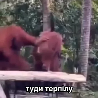 👊 І третю вкрав, Telegram sticker 11 of 50