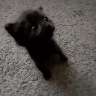 🌟 Cats, стикер Telegram 7 из 28