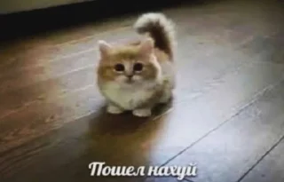 🥴 MADI, стикер Telegram 21 из 57