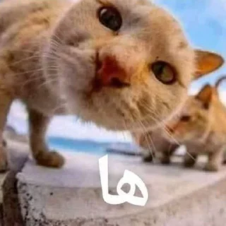 🧐 حبيبي والله 🗿🗿, Telegram sticker 19 of 51