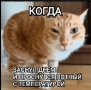 🌡 The Orange Cat (RU), Telegram sticker 9 of 73