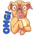 Tuna the Dog